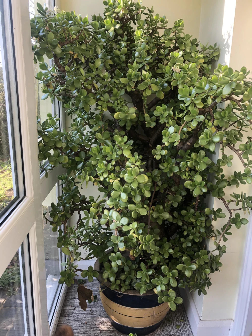 Planta de jade