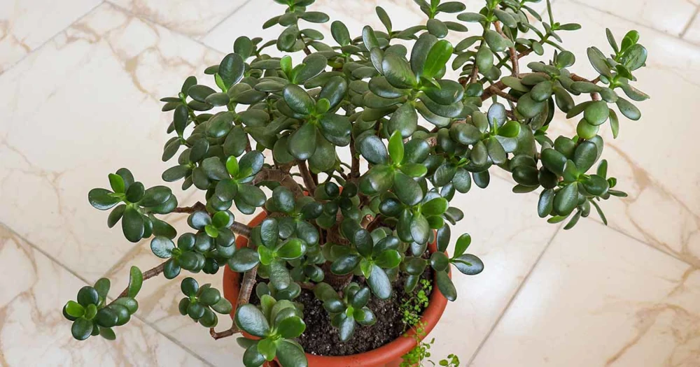 jade verde oscuro