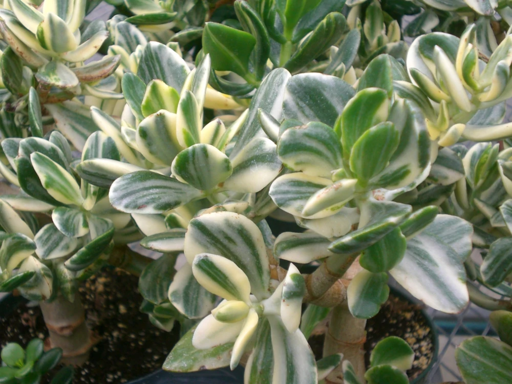 jade variegada