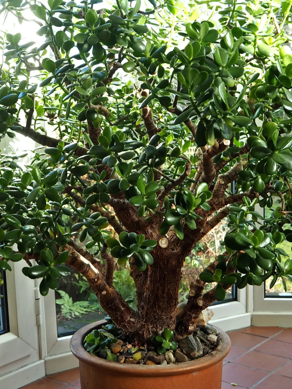 Planta de jade en forma de árbol