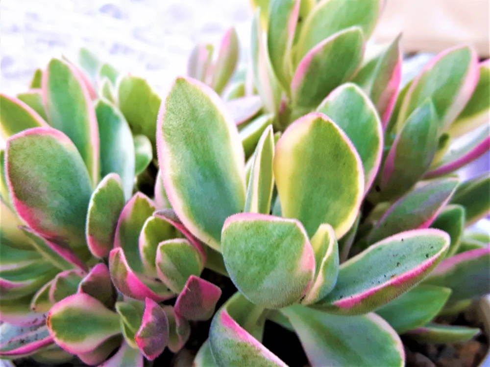 Planta de jade tricolor