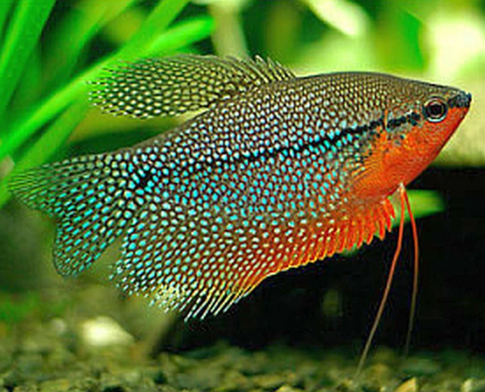 pez Gourami