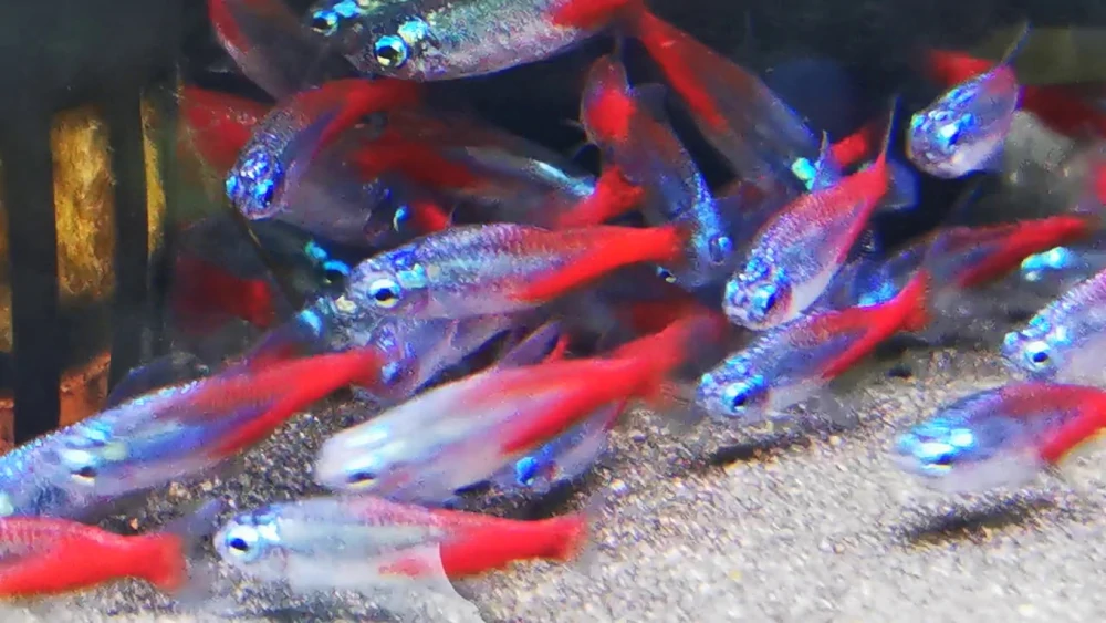 Pez Neon Tetra